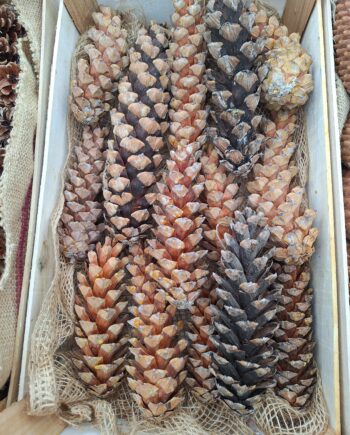 Ukrasne šišarke Vajmutovog (svilastog, petoigličavog) bora (Pinus strobus) 20-23 komada