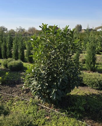 Prunus laurocerasus L. - Lovorvišnja 1,6 - 1,8m