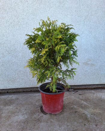 Thuja occidentalis "Woodwardii" - Loptasta tuja "Woodwardii"