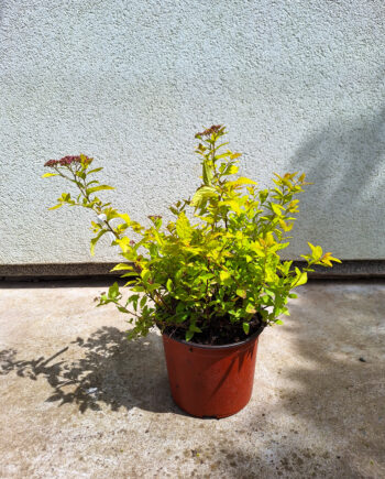 Spiraea japonica "Golden Princes" - Japanska suručica zlatnolisna "Golden Princes"