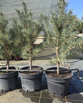 Pinus sylvestris (Pinus silvestris L.) "Watereri" - Beli bor "Watereri"