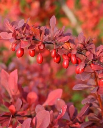 Berberis thunbergii "Atropurpurea" - Tunbergov berberis crvenolisni "Atropurpurea"