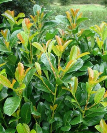 Prunus laurocerasus "Etna" - Lovorvišnja "Etna"1-1,2m