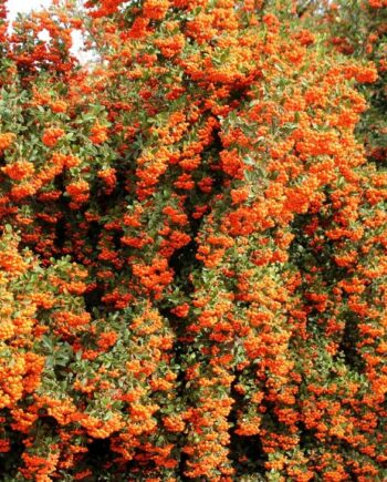 Pyracantha coccinea "Orange Glow" - Vatreni trn narandžast "Orange Glow"