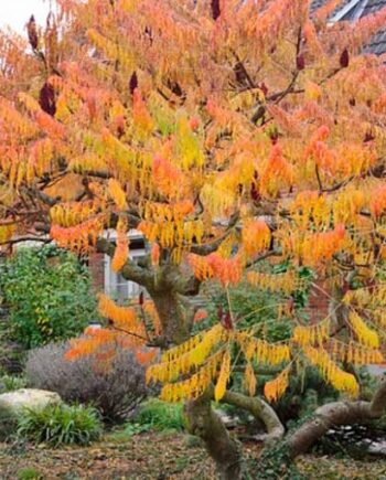 Rhus typhina L. = Rhus hirta (L.) Sudw. – Kiseli ruj 1,5-1,8 m