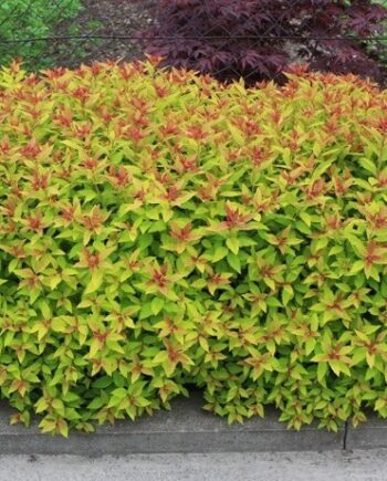 Spiraea japonica "Goldflame" - Japanska suručica "Goldflame"