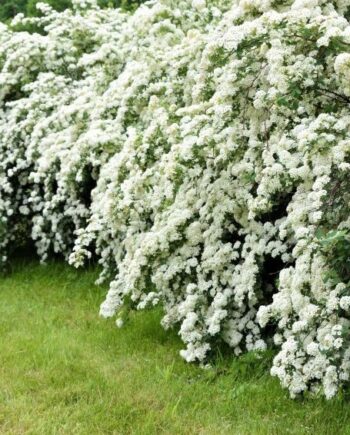 Spiraea х vanhouttei (Briot) Zbl. - Vanhuteova surčica