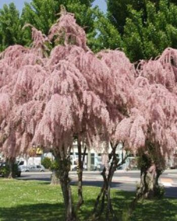 Tamarix tetrandra Pall. – Tamariks