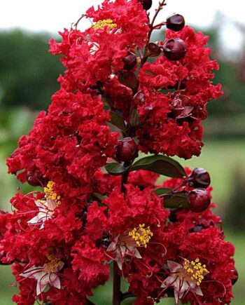 Lagerstroemia indica "Arapaho" - Indijski jorgovan "Arapaho"