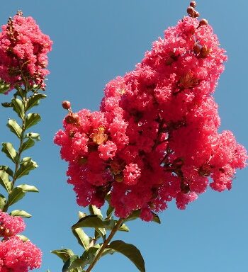 Lagerstroemia indica "Grand Cru" - Indijski jorgovan "Grand Cru"