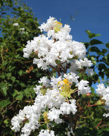 Lagerstroemia indica "Natchez" - Indijski jorgovan "Natchez"