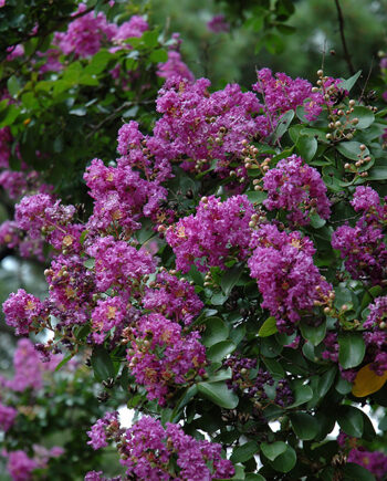 Lagerstroemia indica "Powhatan" - Indijski jorgovan "Powhatan"