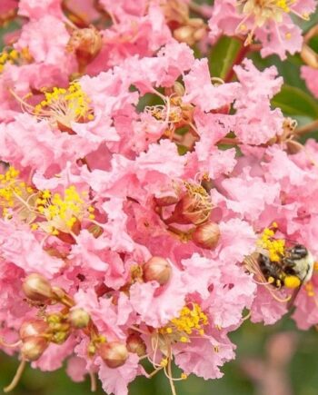 Lagerstroemia indica "Rosea" - Indijski jorgovan "Rosea"