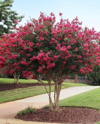 Lagerstroemia indica "Tonto" - Indijski jorgovan "Tonto"