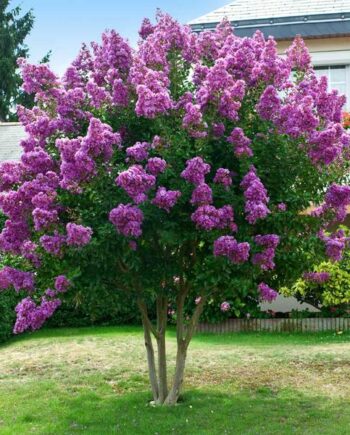 Lagerstroemia indica "Wichita" - Indijski jorgovan "Wichita"