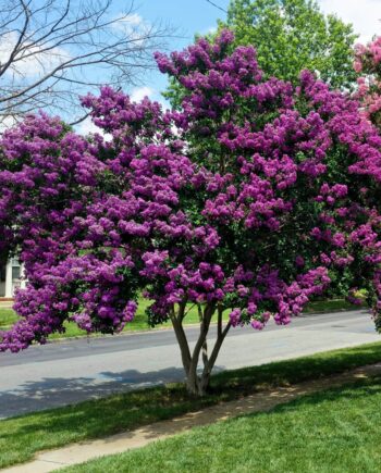 Lagerstroemia indica "Zuni" - Indijski jorgovan "Zuni"