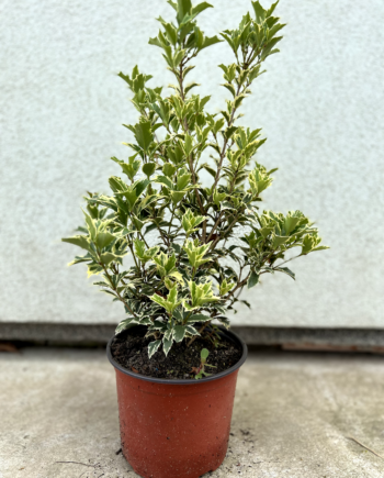 Osmanthus heterophyllus "Goshiki" - Osmantus šarenolisni "Goshiki"