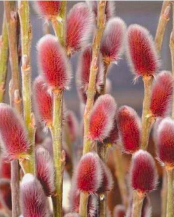 Salix gracilistyla "Mount Aso" - Vrba "crvena maca" "Mount Aso"