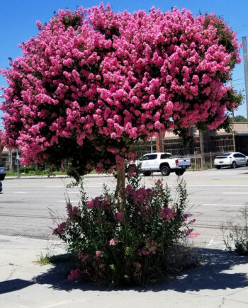 Lagerstroemia indica "Comanche" - Indijski jorgovan "Comanche"