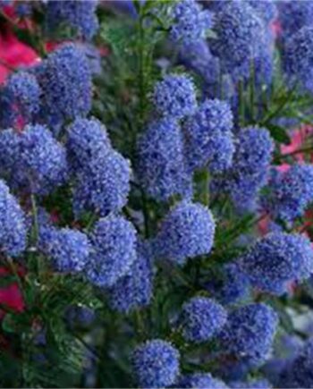 Ceanothus x delilianus "Concha"