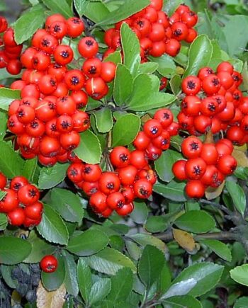 Pyracantha coccinea "Ventoux Red" - Vatreni trn crveni "Ventoux Red"