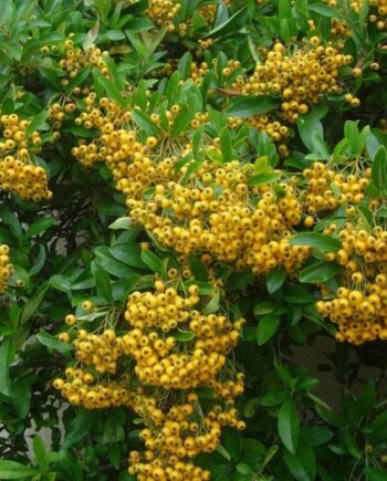 Pyracantha coccinea "Soleil D’or" - Vatreni trn žuti "Soleil D’or"