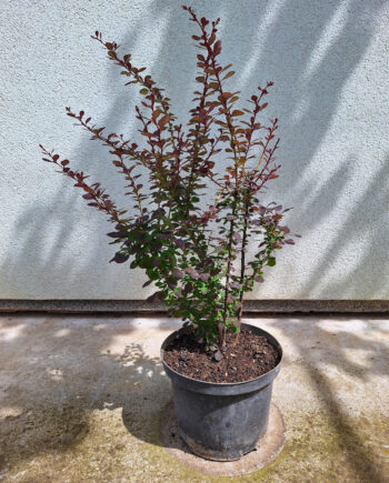 Berberis thunbergii "Red Dream" - Tunbergov berberis crvenolisni "Red Dream"
