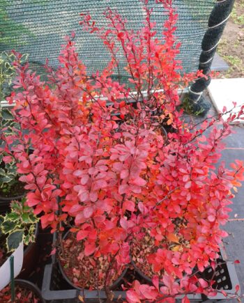 Berberis thunbergii "Carmen" - Tunbergov berberis "Karmen"