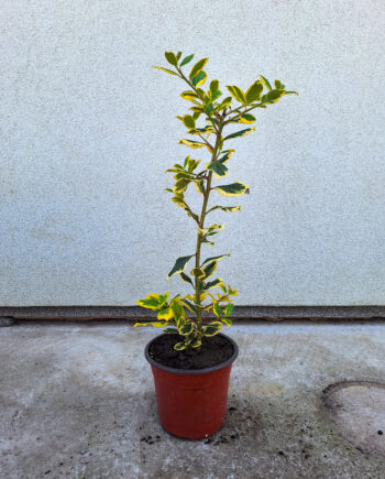 Ilex x altaclarensis "Golden King" - Božikovina šarenolisna "Golden King"