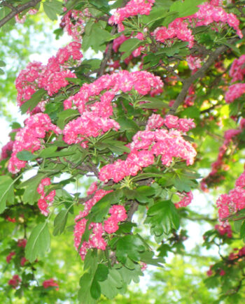 Crataegus oxyacantha "Paul's scarlet" – Višesemeni glog "Paul's scarlet"