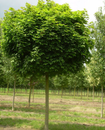 Acer platanoides "Globosum" – Mleč kuglate forme