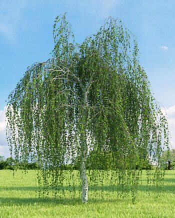 Betula pendula "Youngii" - Breza "Youngii"