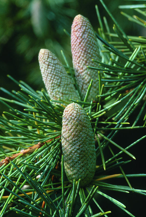 Cedrus deodara Laws. – Himalajski kedar - Rasadnik Novi Sad - Yuflor