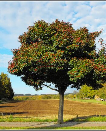 Crataegus lavallei "Carrierei" – Glog "Carrierei"