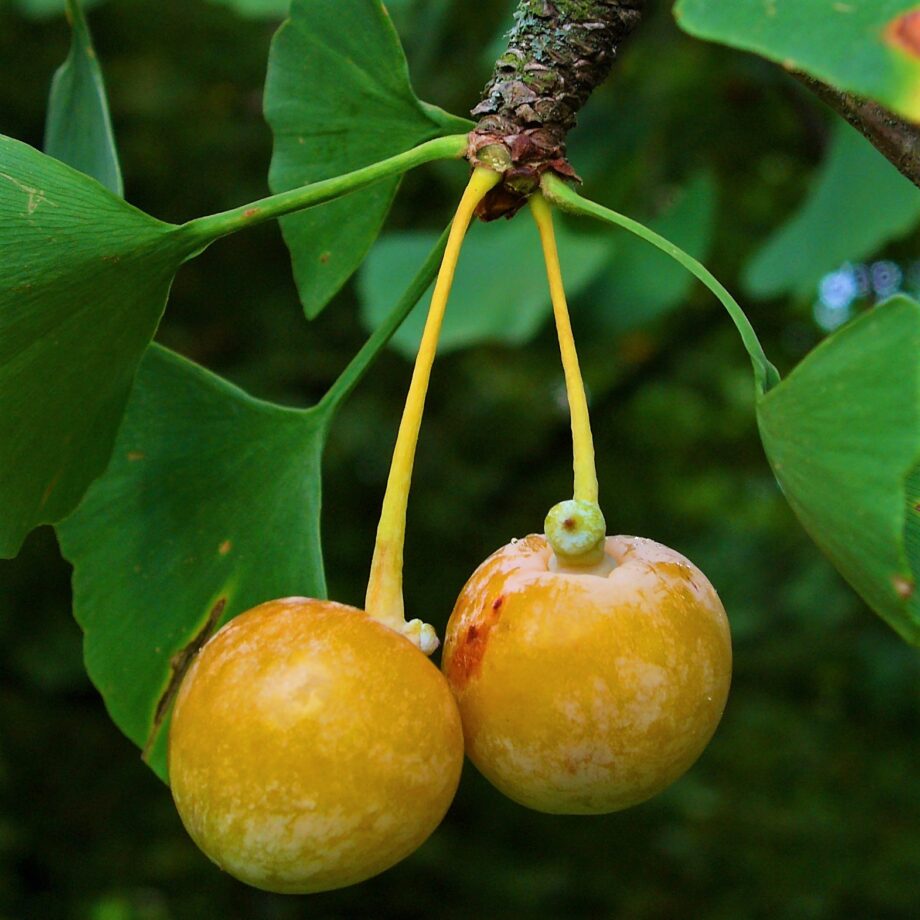 Плод дерева гинкго
