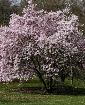 Magnolia x loebneri "Leonard Messel"