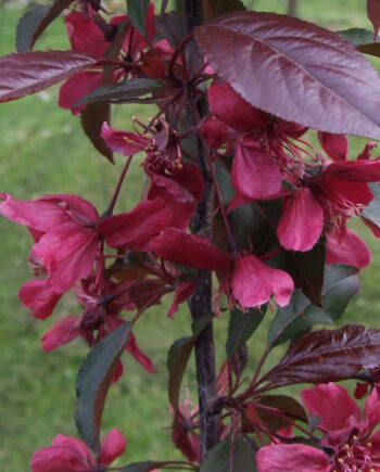 Malus x purpurea "Royalty" - Ukrasna jabuka "Royalty"