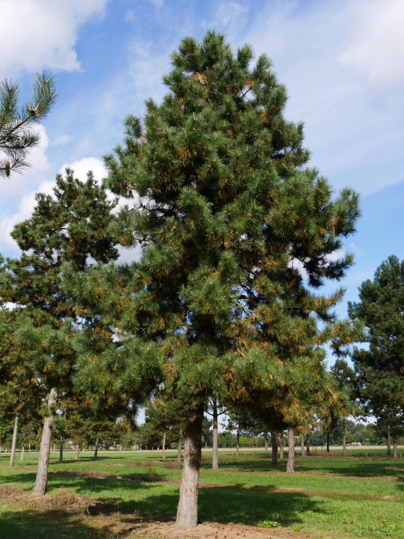 Pinus nigra Arn. – Crni bor - Rasadnik Novi Sad - Yuflor
