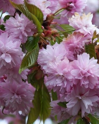 Prunus serrulata "Kiku-Shidare Zakura" - Japanska trešnja "Kiku-Shidare Zakura"