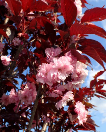 Prunus serrulata "Royal Burgundy" - Japanska trešnja "Royal Burgundy"