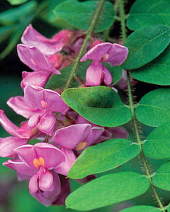 Robinia hispida L. - Rozi bagrem