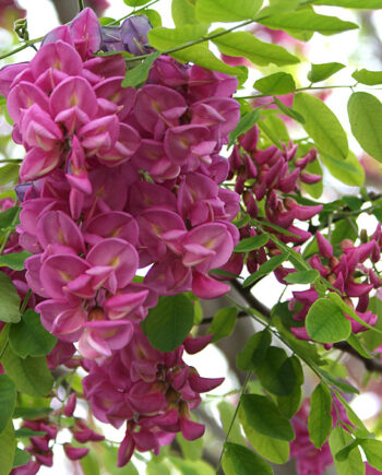 Robinia pseudoacacia "Casque-Rouge" - Rozi bagrem "Casque-Rouge"