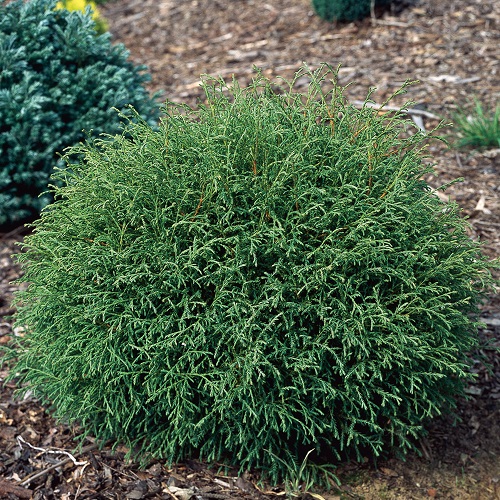 Thuja occidentalis “Mr. Bowling Ball” Loptasta tuja “Mr. Bowling Ball