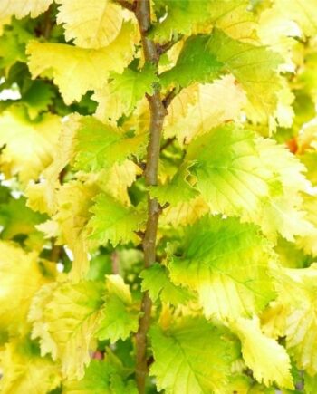 Ulmus x hollandica "Wredei" - Zlatni brest "Wredei"