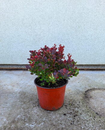Berberis thunbergii "Bagatelle" - Tunbergov berberis crvenolisni "Bagatelle"