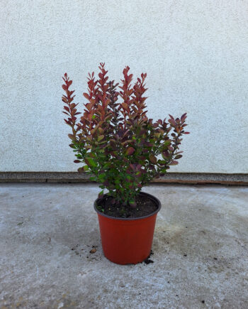 Berberis thunbergii "Red Rocket" - Tunbergov berberis "Red Rocket"