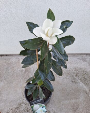 Magnolia grandiflora "Little Gem" - Magnolija "Little Gem" 50cm