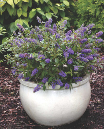 Buddleia davidii "Blue Chip" - Davidova budleja, letnji jorgovan "Blue Chip"