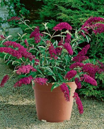 Buddleia davidii "Buzz Velvet" - Davidova budleja, letnji jorgovan "Buzz Velvet"