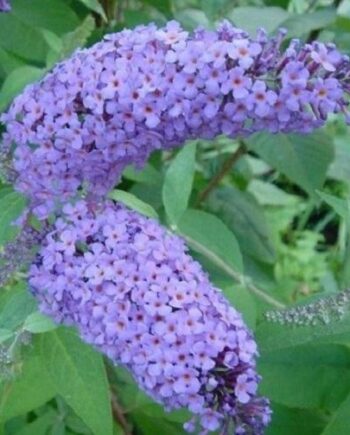Buddleia davidii "Nanho Blue" - Davidova budleja, letnji jorgovan "Nanho Blue"